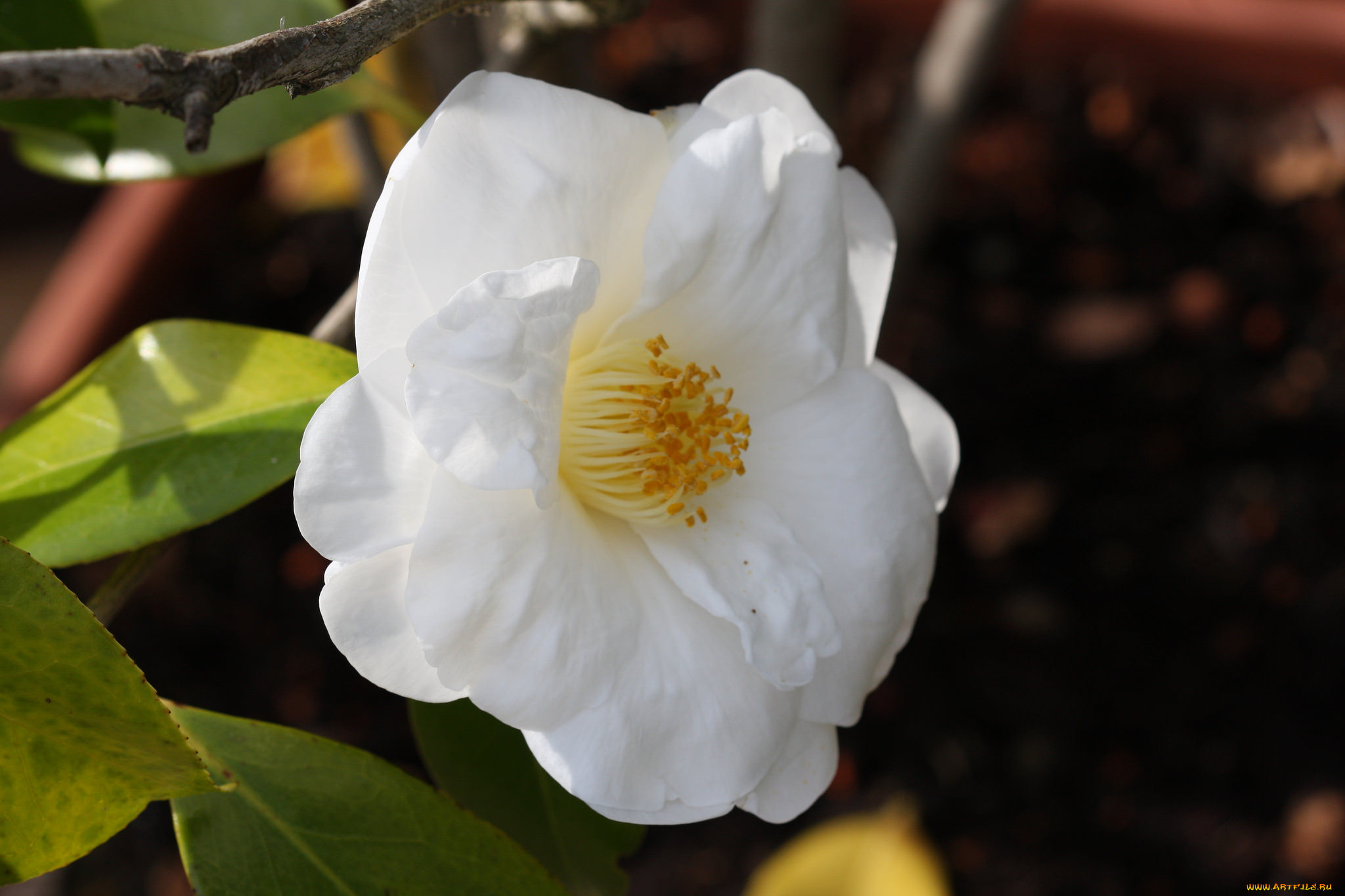 , , shrubs, bud, flowering, leaf, camellia, , , , , 